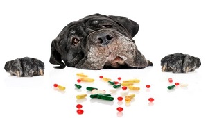 Choose Right Dog Nutritional Supplements-2.jpg